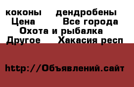 коконы    дендробены › Цена ­ 25 - Все города Охота и рыбалка » Другое   . Хакасия респ.